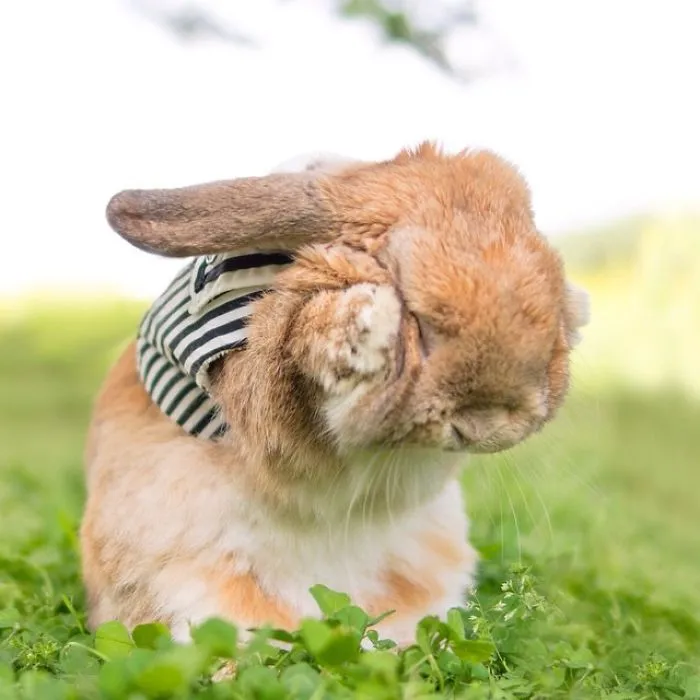Meet PuiPui, The World's Most Stylish Bunny (34 Pics)