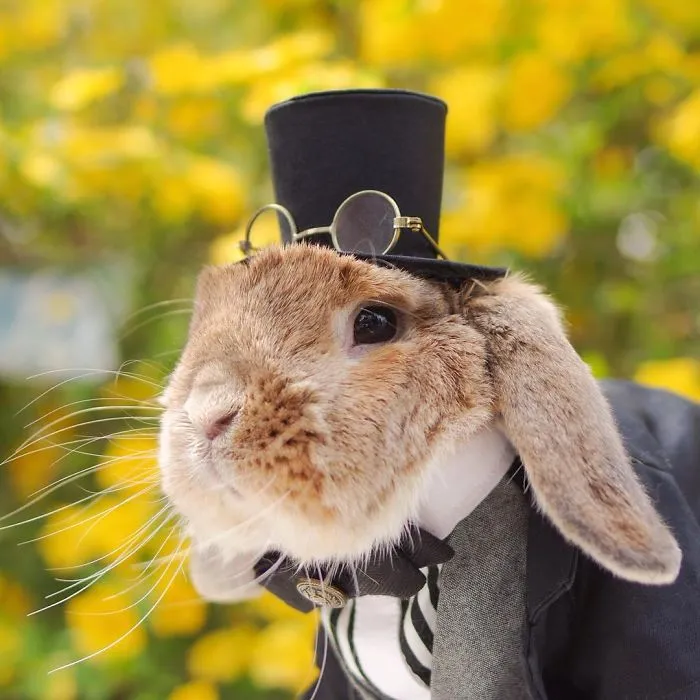 Meet PuiPui, The World's Most Stylish Bunny (34 Pics)