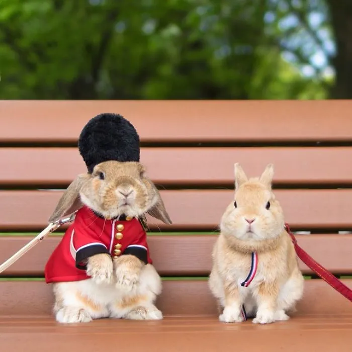 Meet PuiPui, The World's Most Stylish Bunny (34 Pics)