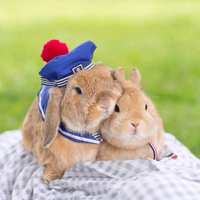 Meet PuiPui, The World's Most Stylish Bunny (34 Pics)