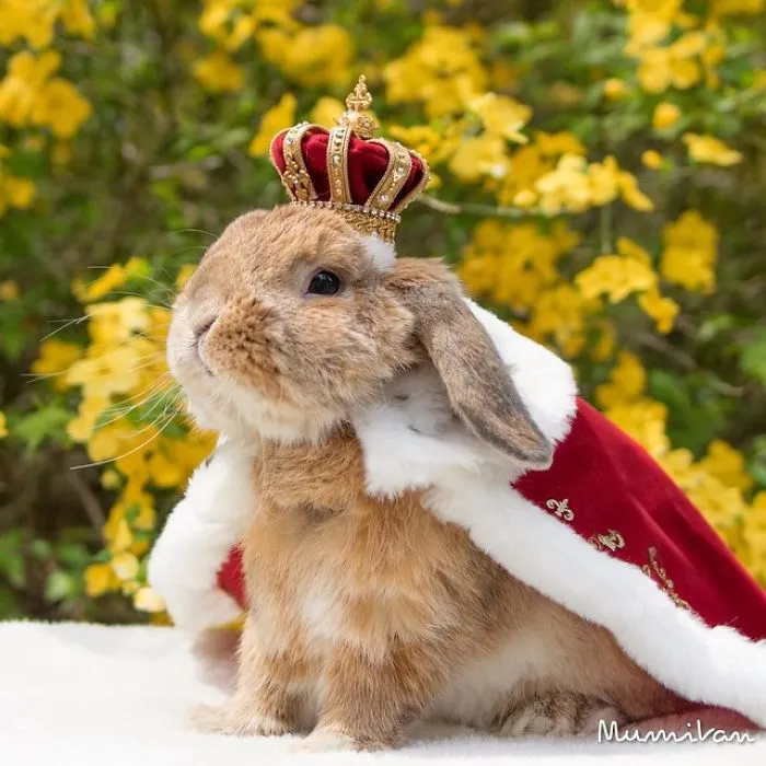 Meet PuiPui, The World's Most Stylish Bunny (34 Pics)