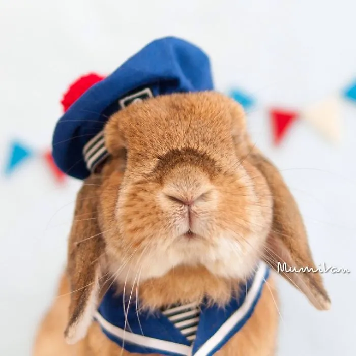 Meet PuiPui, The World's Most Stylish Bunny (34 Pics)
