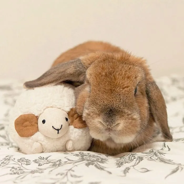 Meet PuiPui, The World's Most Stylish Bunny (34 Pics)