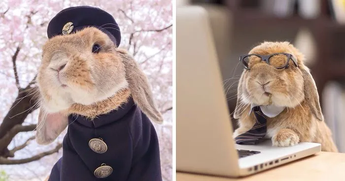 Meet PuiPui, The World's Most Stylish Bunny (34 Pics)