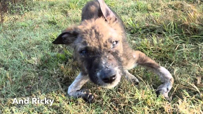 Who Can Help Vulnerable Dogs In Kathmandu