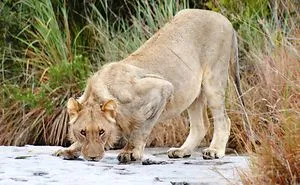 My Photographic Journey - Wildlife Of South Africa