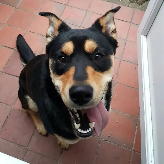 201 Smiling Animals That Will Instantly Make You Smile