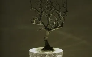 I Embed Natural Elements In Clear Resin To Create Hidden Dynamics