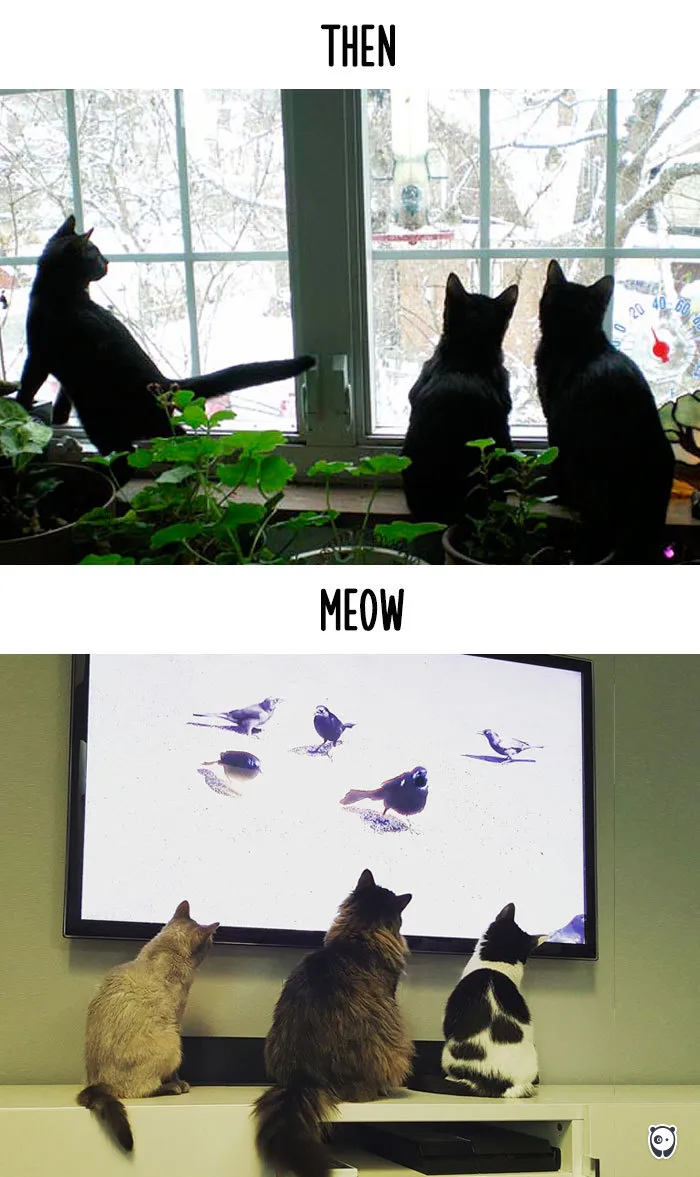 Bird Watching