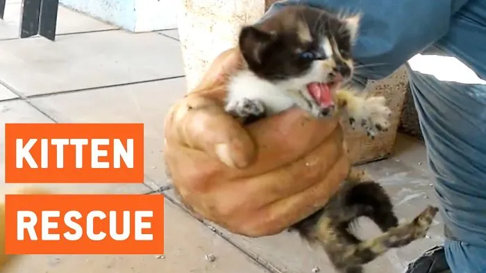 Kittens Rescued From Water Pipes