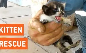 Kittens Rescued From Water Pipes