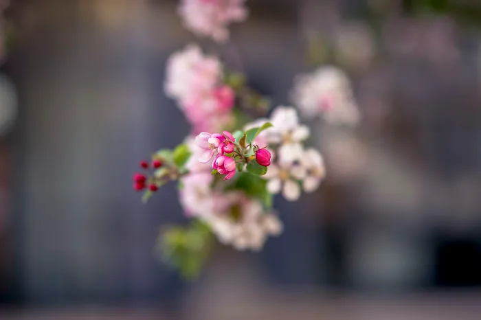 New Lens, New Bokeh