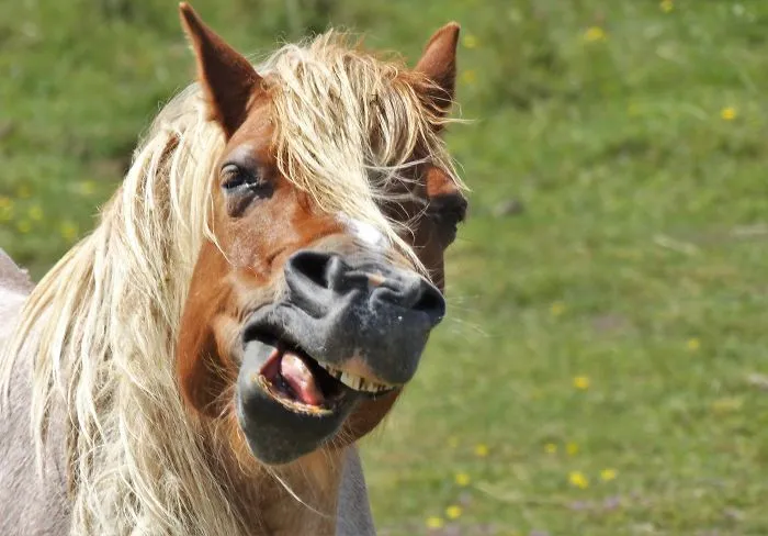201 Smiling Animals That Will Instantly Make You Smile