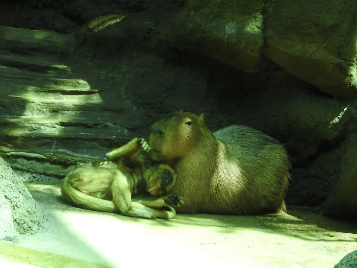 Capybara cuddling with a monkey, showcasing an unlikely friendship in a serene setting.