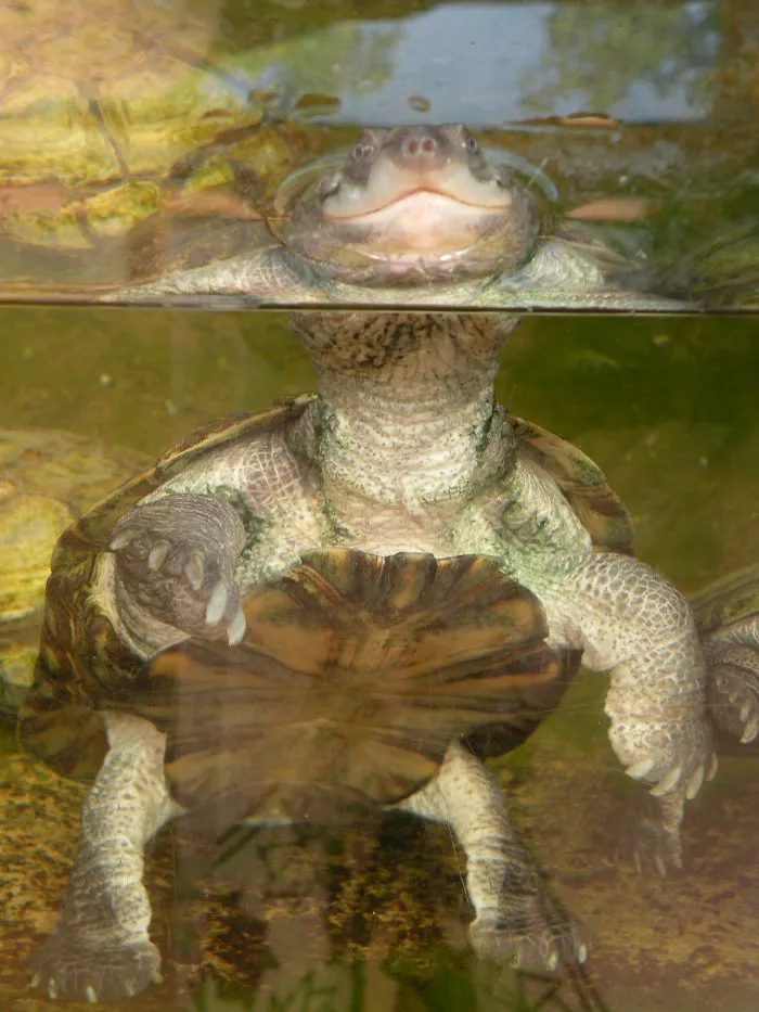 201 Smiling Animals That Will Instantly Make You Smile