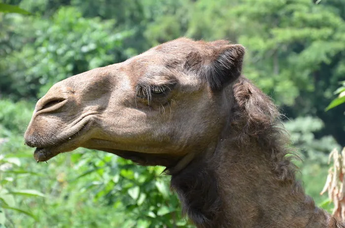 201 Smiling Animals That Will Instantly Make You Smile
