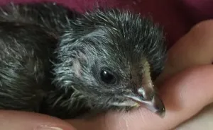 Chicken Was Born Unable To Walk So We Made A 'Chick Chair' To Help Him Recover