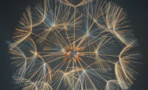 We Make Sculptures Inspired By Dandelions