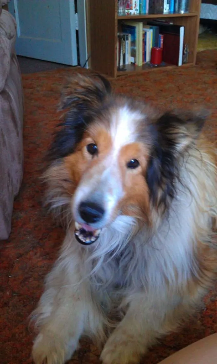 201 Smiling Animals That Will Instantly Make You Smile