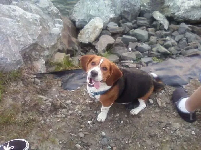 201 Smiling Animals That Will Instantly Make You Smile