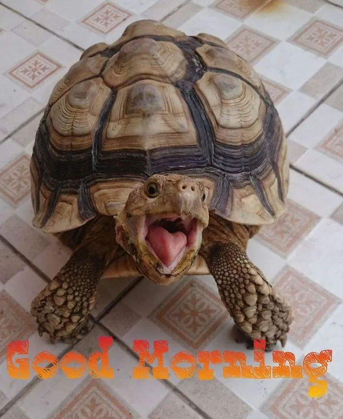 201 Smiling Animals That Will Instantly Make You Smile