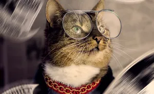 I Turned My Cat Into A Fashion Diva After She Was Diagnosed With Feline Leukaemia