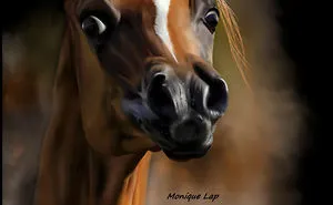 Amazing Animal Portraits