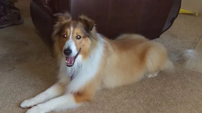 201 Smiling Animals That Will Instantly Make You Smile