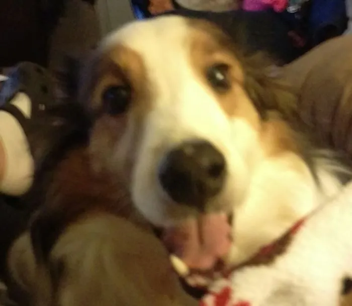 201 Smiling Animals That Will Instantly Make You Smile