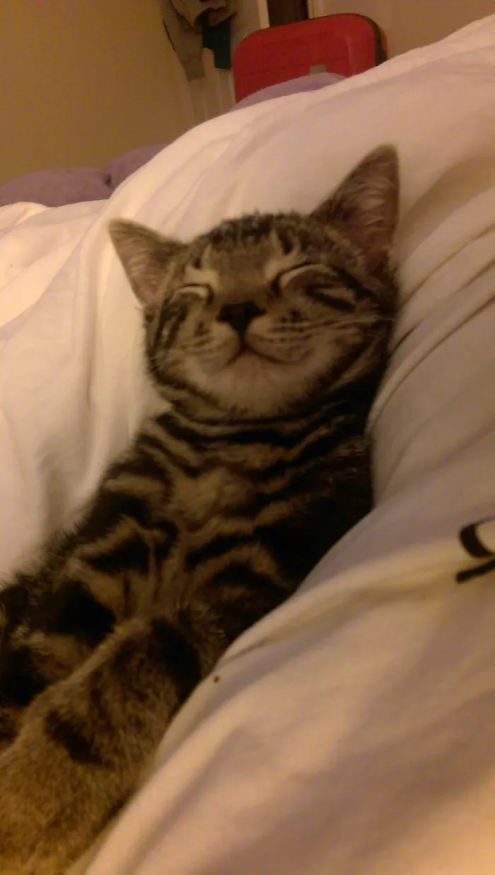 201 Smiling Animals That Will Instantly Make You Smile