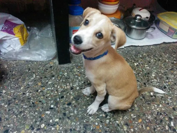 201 Smiling Animals That Will Instantly Make You Smile