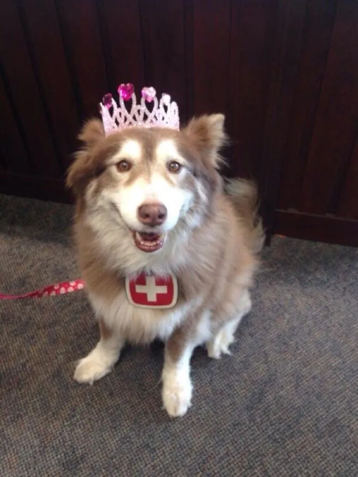 Neikka, My Service Dog