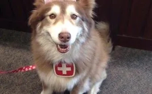 Neikka, My Service Dog