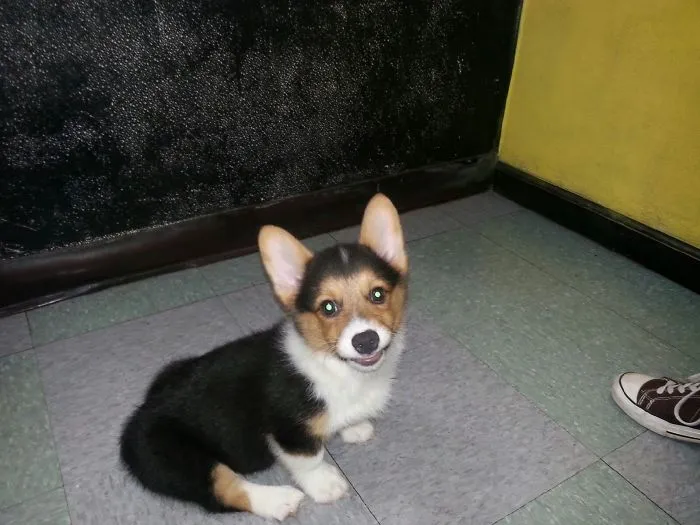 201 Smiling Animals That Will Instantly Make You Smile