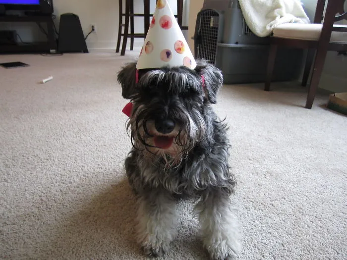 Mozzie Waiting For His Cake On His 1st Birthday!