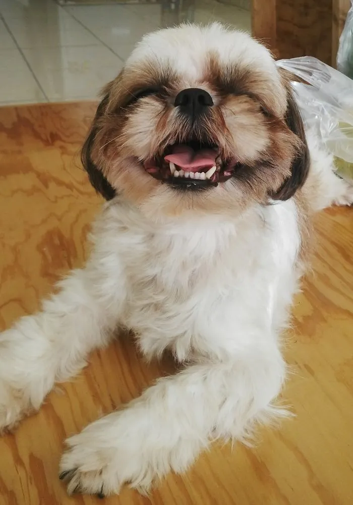 201 Smiling Animals That Will Instantly Make You Smile
