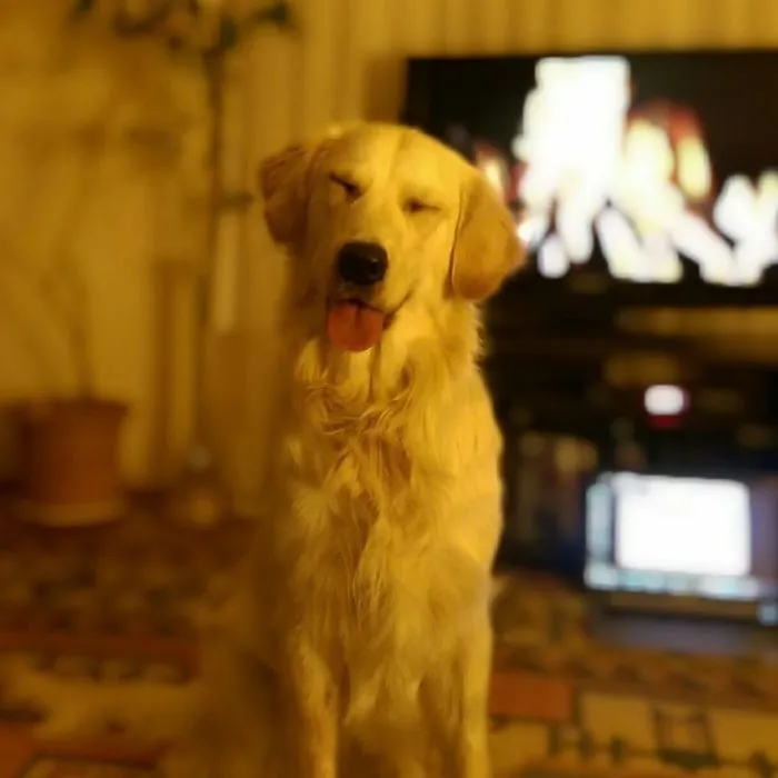 201 Smiling Animals That Will Instantly Make You Smile