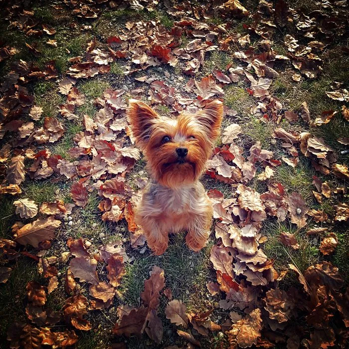 Happy Life Of Dog