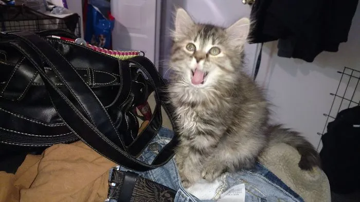 201 Smiling Animals That Will Instantly Make You Smile