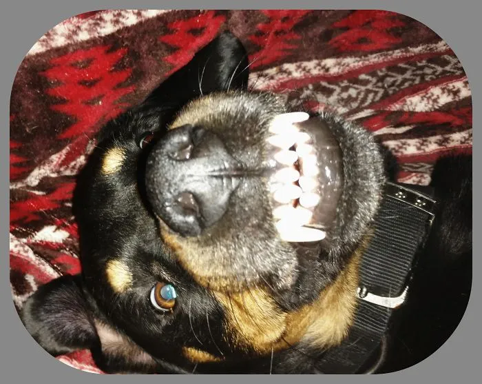 201 Smiling Animals That Will Instantly Make You Smile