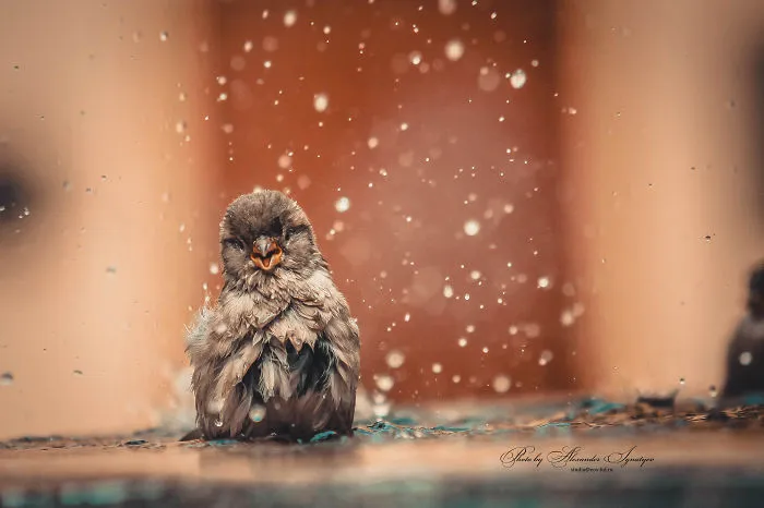 201 Smiling Animals That Will Instantly Make You Smile