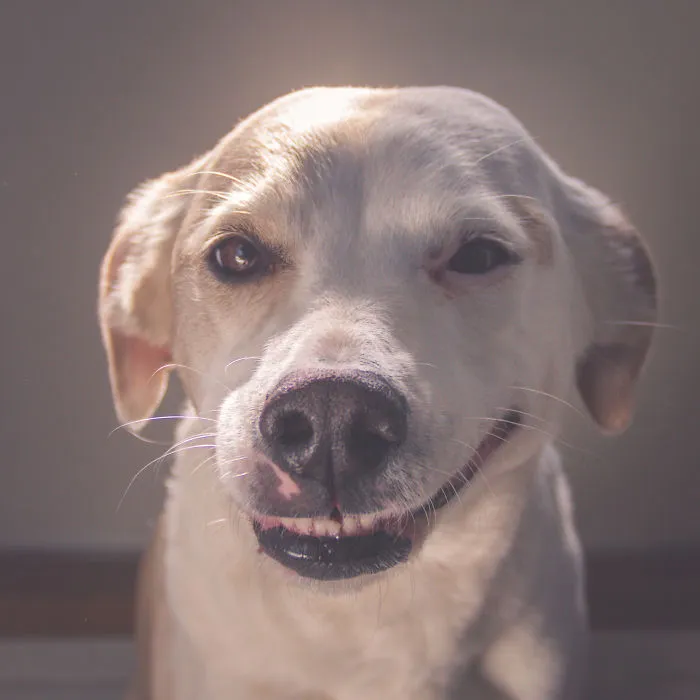 201 Smiling Animals That Will Instantly Make You Smile