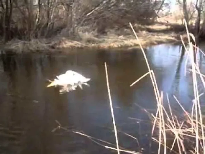 Entangled Swans Saved By A Man