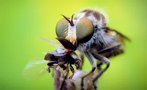 I Photograph Macro Pictures Of Insects To Prove That Life Has No Size