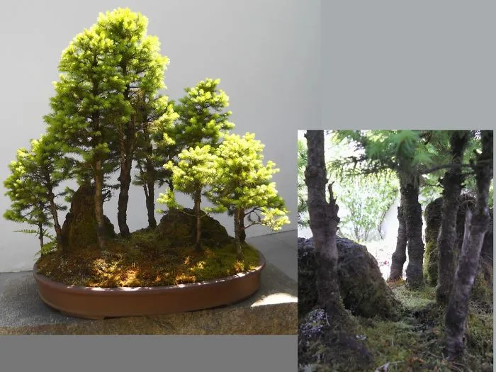 Portland's Lan Su Yuan's Penjing