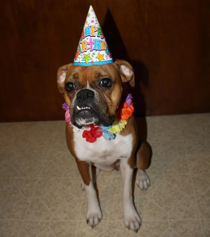 Happy B-day Mr. Dog!