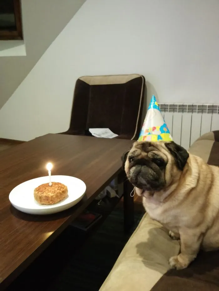 Mr. Bond Celebrating His 8th B-day
