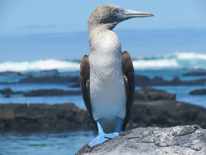 Galápagos Islands, Ecuador