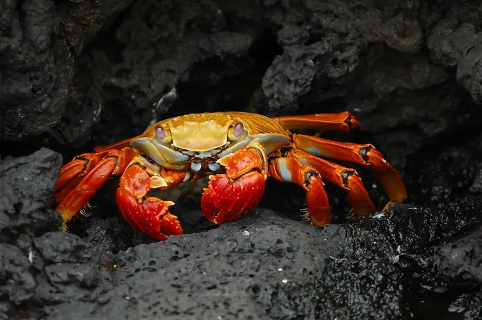 Incredible Fauna