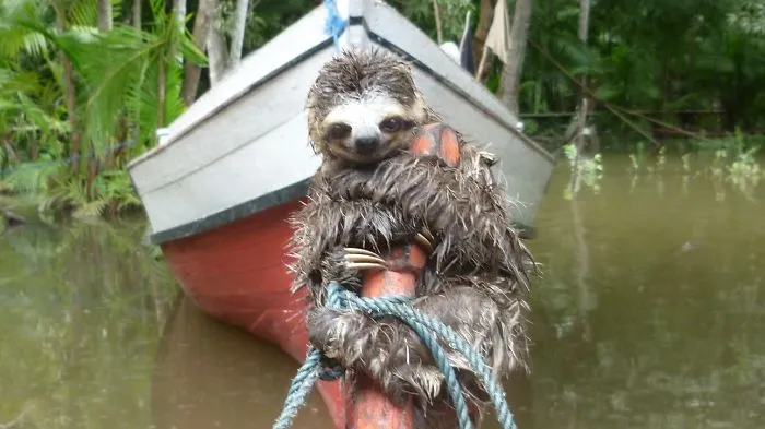 201 Smiling Animals That Will Instantly Make You Smile
